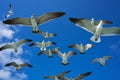 Seagulls sea gulls flying on blue sky Royalty Free Stock Photo