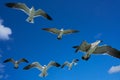 Seagulls sea gulls flying on blue sky Royalty Free Stock Photo