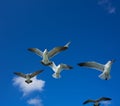 Seagulls sea gulls flying on blue sky Royalty Free Stock Photo