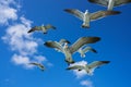 Seagulls sea gulls flying on blue sky Royalty Free Stock Photo