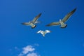 Seagulls sea gulls flying on blue sky Royalty Free Stock Photo