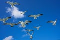 Seagulls sea gulls flying on blue sky Royalty Free Stock Photo