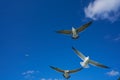 Seagulls sea gulls flying on blue sky Royalty Free Stock Photo