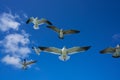 Seagulls sea gulls flying on blue sky Royalty Free Stock Photo