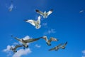 Seagulls sea gulls flying on blue sky Royalty Free Stock Photo