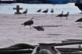 Seabirds on the dock against the backdrop of large ropes and the strait