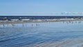 Seagulls in the sea shallow water near the sandy shore on a sunny day Royalty Free Stock Photo