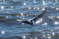 Seagulls and sea star reflaction