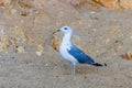 Seagulls in the sea