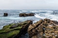 Seagulls and Seals Rest on Rock Formations in La Jolla Royalty Free Stock Photo