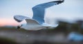 Seagulls searching for their next meal Royalty Free Stock Photo