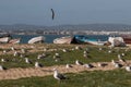 Seagulls in the seashore Royalty Free Stock Photo