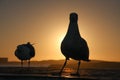 Seagulls and the setting sun