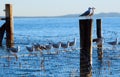 Seagulls on shark nets