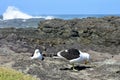 Seagulls Sheltering from Rough Seas, Tsitsikamma, South Africa Royalty Free Stock Photo