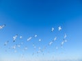 Seagulls on the shore of the frozen Gulf of Riga in the winter of 2018 Royalty Free Stock Photo