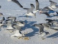 Seagulls on the shore of the frozen Gulf of Riga in the winter of 2018 Royalty Free Stock Photo