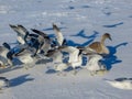 Seagulls on the shore of the frozen Gulf of Riga in the winter of 2018 Royalty Free Stock Photo