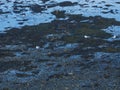 Seagulls on the shore of the Irish Sea