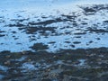 Seagulls on the shore of the Irish Sea