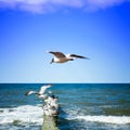 Seagulls on shore of the Sea