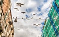 Seagulls in Sicily