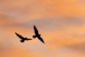 Seagulls silhouette Royalty Free Stock Photo