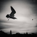 Seagulls and silhouette of Walt Disney World Epcot Royalty Free Stock Photo