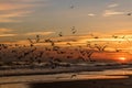 Seagulls silhouetted against an orange sky, while flying over the beach at sunset. Royalty Free Stock Photo