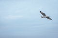 Seagulls flying over the sea