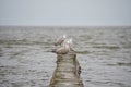 seagulls sit on the breakwater. stormy waves of the Baltic Sea