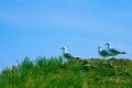Seagulls on the grass