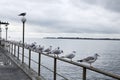 Seagulls sit in row on railings in seaside, winter or autumn sea.