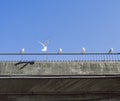 Seagulls sitting on a concrete bridge railing a beautiful summer day.