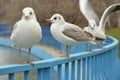 Seagulls sitting on the fence Royalty Free Stock Photo
