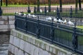 Seagulls sitting on a fence in St. Petersburg Royalty Free Stock Photo