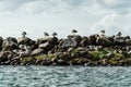 Seagulls sitting on a jetty as part of a port