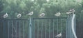Seagulls sitting on the metallic fence at the moscow river Royalty Free Stock Photo