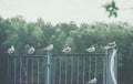 Seagulls sitting on the metallic fence at the moscow river Royalty Free Stock Photo