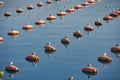 Seagulls are sitting in an oyster farm in the sea, funny animals