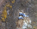 Seagulls are sitting in pairs on the nests on the rock. Royalty Free Stock Photo