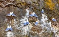 Seagulls are sitting in pairs on the nests on the rock. Royalty Free Stock Photo