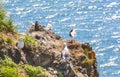 Seagulls are sitting in pairs on nests Royalty Free Stock Photo