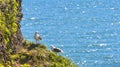 Seagulls are sitting in pairs on nests on a rock . Royalty Free Stock Photo