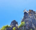 Seagulls are sitting in pairs on a rock Royalty Free Stock Photo