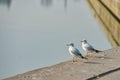 Seagulls are sitting on the pier against the background of water Royalty Free Stock Photo