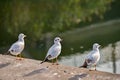 Seagulls are sitting on the pier against the background of water Royalty Free Stock Photo