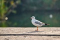 Seagulls are sitting on the pier against the background of water Royalty Free Stock Photo