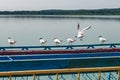 Seagulls are sitting on pier on shore of large lake Royalty Free Stock Photo