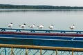 Seagulls are sitting on pier on shore of large lake Royalty Free Stock Photo
